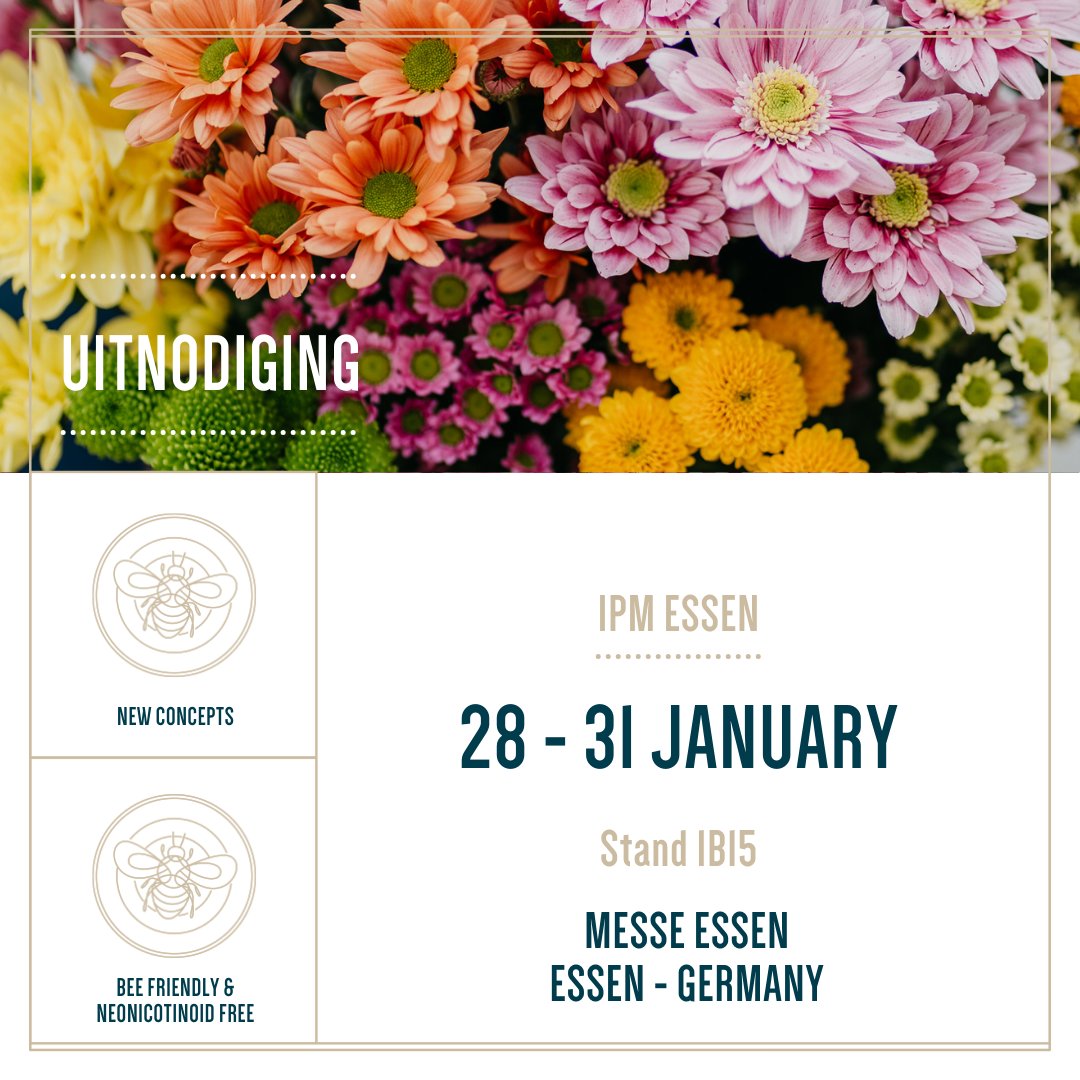 Kiepflower's tweet photo. Wees welkom! We zien u graag volgende week in Hall 1 als wij onze prachtige chrysanten showen. 🌸 

#chrysanthemums #naturally #ipmessen #ipm https://t.co/w4icOB6n9E