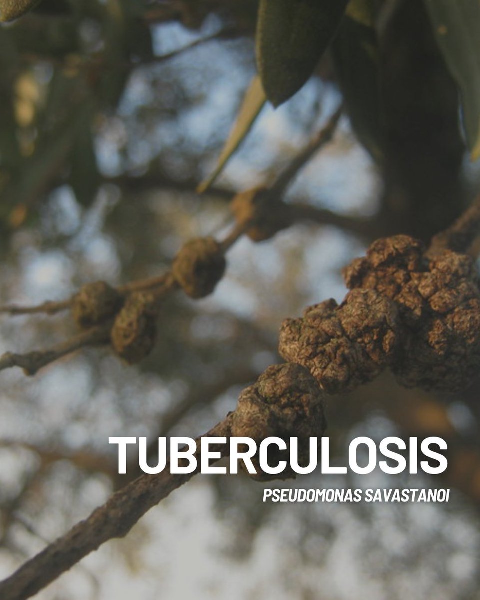 scasanjuan's tweet photo. 🌿⚠️ ¡Alerta! Seguimos recordando otro de los grandes desafíos para los #agricultores y sus cultivos: la #tuberculosisdelolivo 🦠 provocada por la bacteria #PseudomonasSavastanoi 😔 https://t.co/UbjhJrz4q8