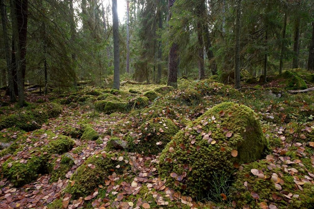 Finland &amp; Sverige återstående ur- och naturskogar är hotade. En ny rapport från WWF visar att regeringarna inte lever upp till sina åtaganden att skydda dessa skogar enligt EU:s gröna giv &amp; strategin för biologisk mångfald. Läs: wwf.se/pressmeddeland…