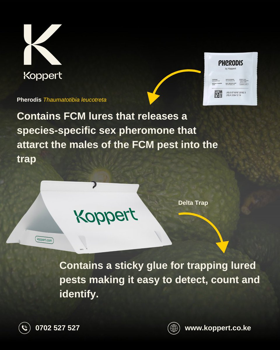 Keep your avocados 🥑 healthy &amp; export-ready with Koppert’s FCM solutions!
Our Delta Trap + Pherodis combination 
✅ Disrupts mating &amp; reduces FCM pests.
✅ is easy-to-use for premium-quality fruit
Take control now—call 0702 527 527!

#Koppert #AvocadoFarming #WeWorkForGrowers
