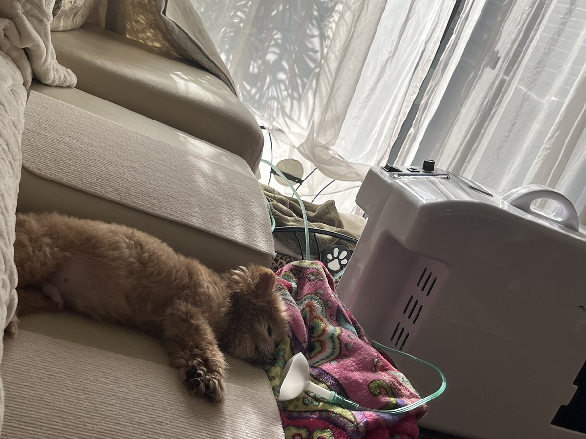 ポメプーのLEON君🧸🐾 tweet media