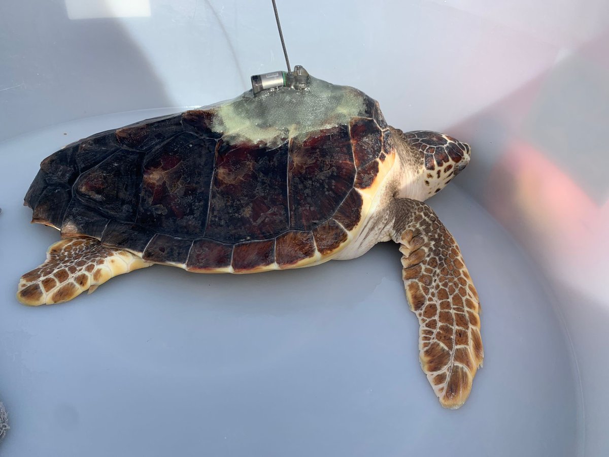 Aggiornamento posizione Asanya

Asanya la nostra Caretta caretta, rilasciata il 12 ottobre del 2024 con dispositivo di tracciamento, grazie al progetto #oceanlovers, si trova in prossimità delle acque del Golfo di Cannigione.