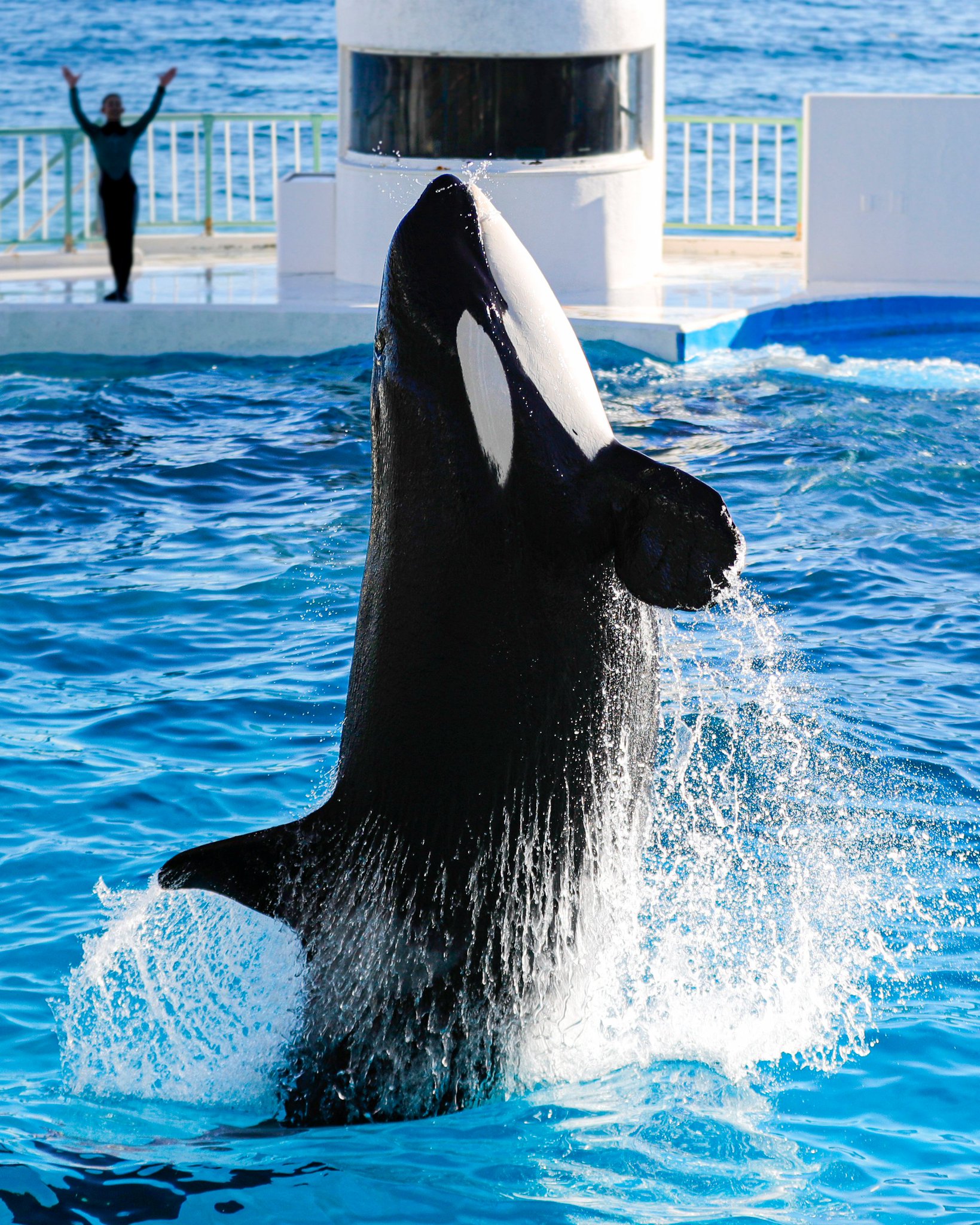 鴨川シーワールド シュラフ 鴨川シーワールド シュラフ