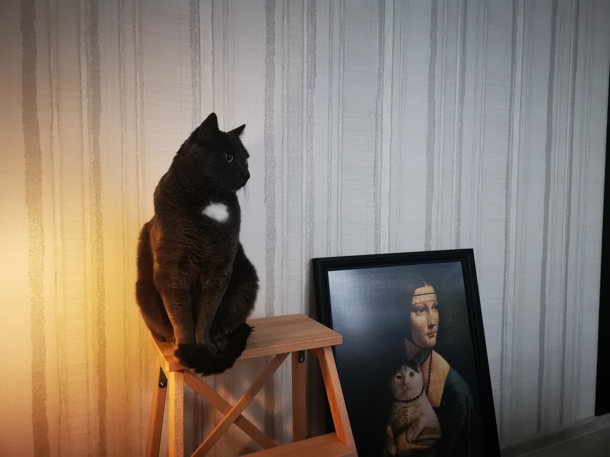 Mans pelēcis ar baltu saulīti krūtīs