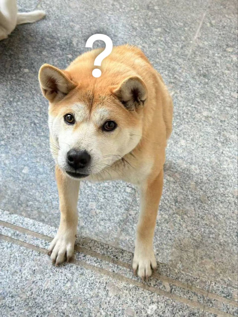 <a href="/SolJakey/">Jakey</a> no sucks swing on #Bitcoin  

At some point #ETH should go up by now or will it never happen? 

$DOGGO guys, we're waiting!

<a href="/doggoctoeth/">DOGGO</a> <a href="/doggo_cn/">Doggo中文社区</a>