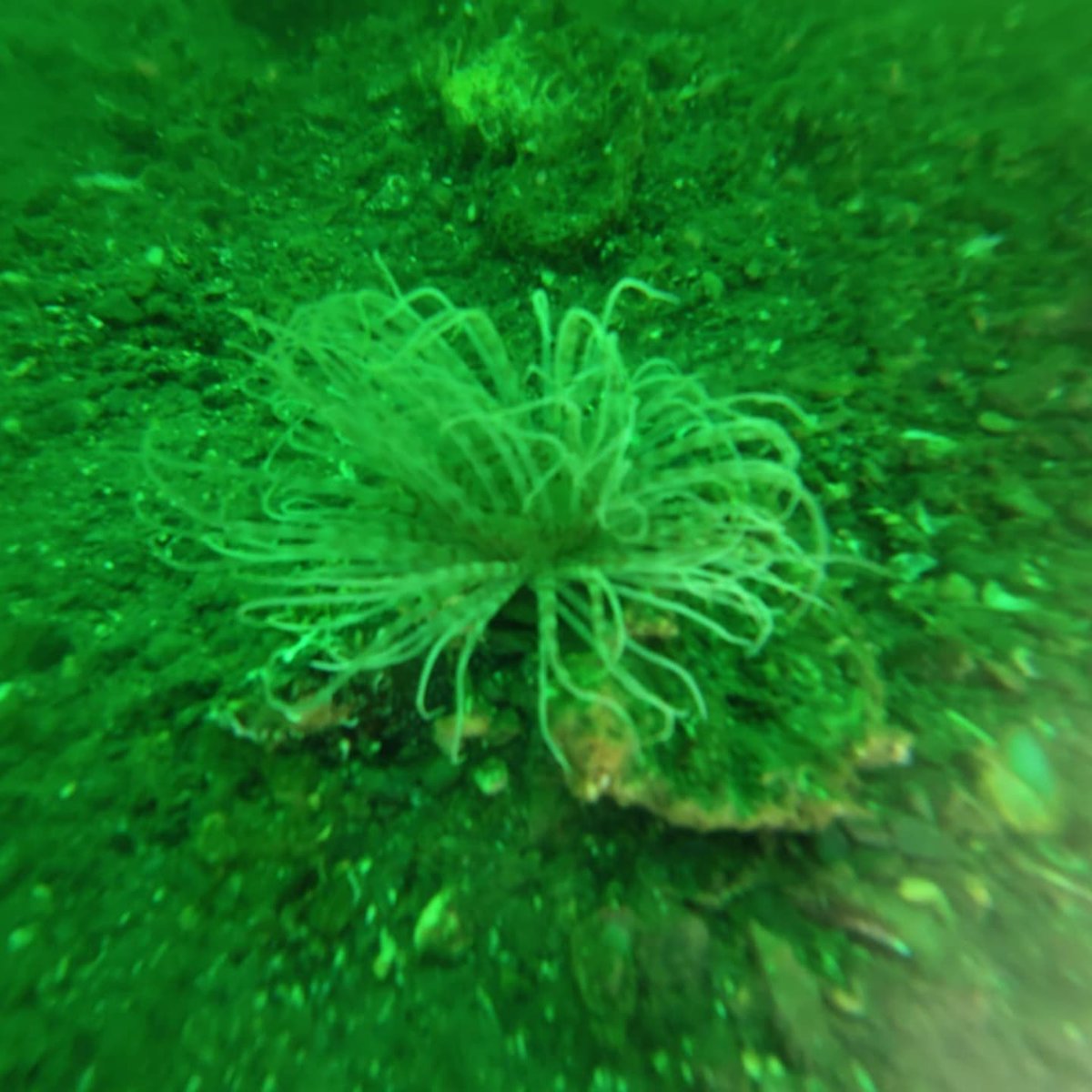 11.01.2025 tarihin de DEGİRMENDERE de ki tecrübe dalışında bugün 15 ve 18 metrelere dalış yaparak eğitimimizi tamamlamış bulunuyoruz