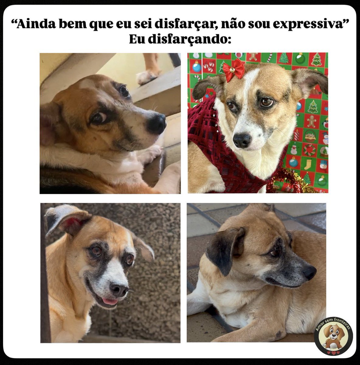 Amors_fronteira's tweet image. Bom fim de semana pessoal! 🐶🐾

#sabadou #Recife #adoteumamigo #Abrigo #preguiça #WeekendVibes