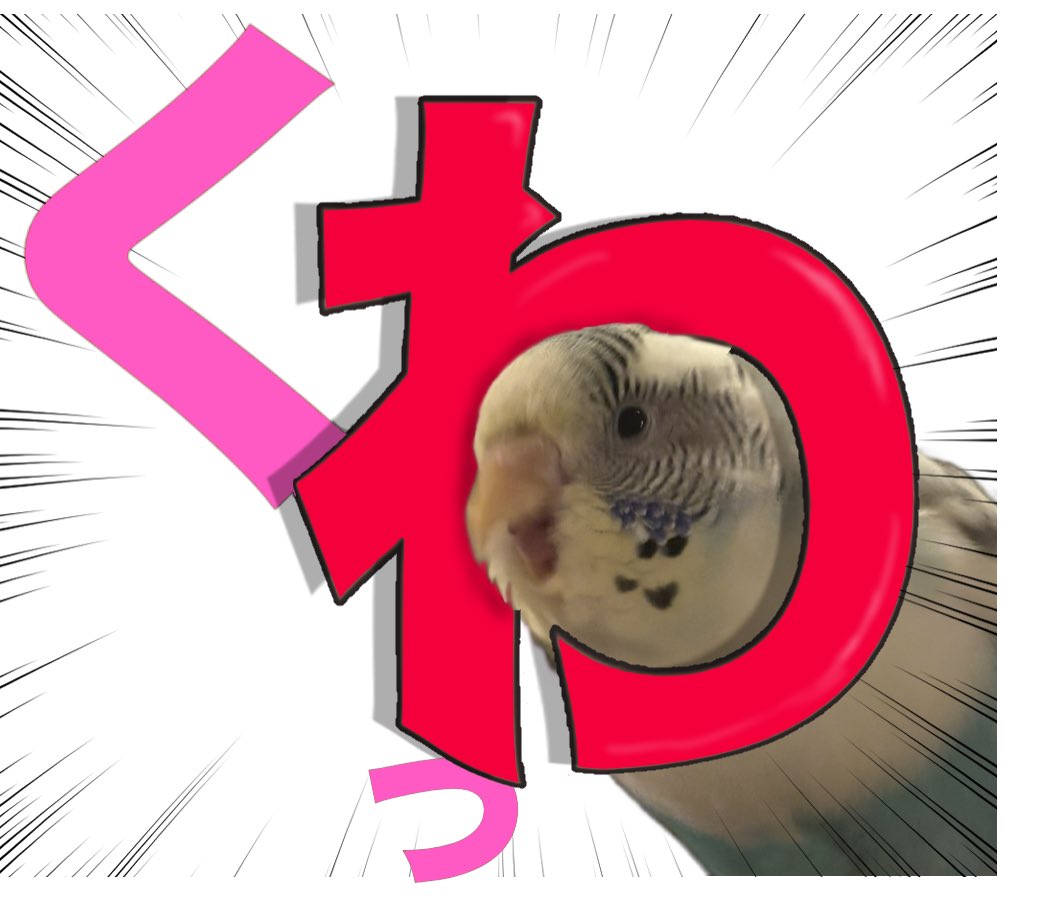 中々@インコのしもべ (@vanilla_suki917) on Twitter photo 