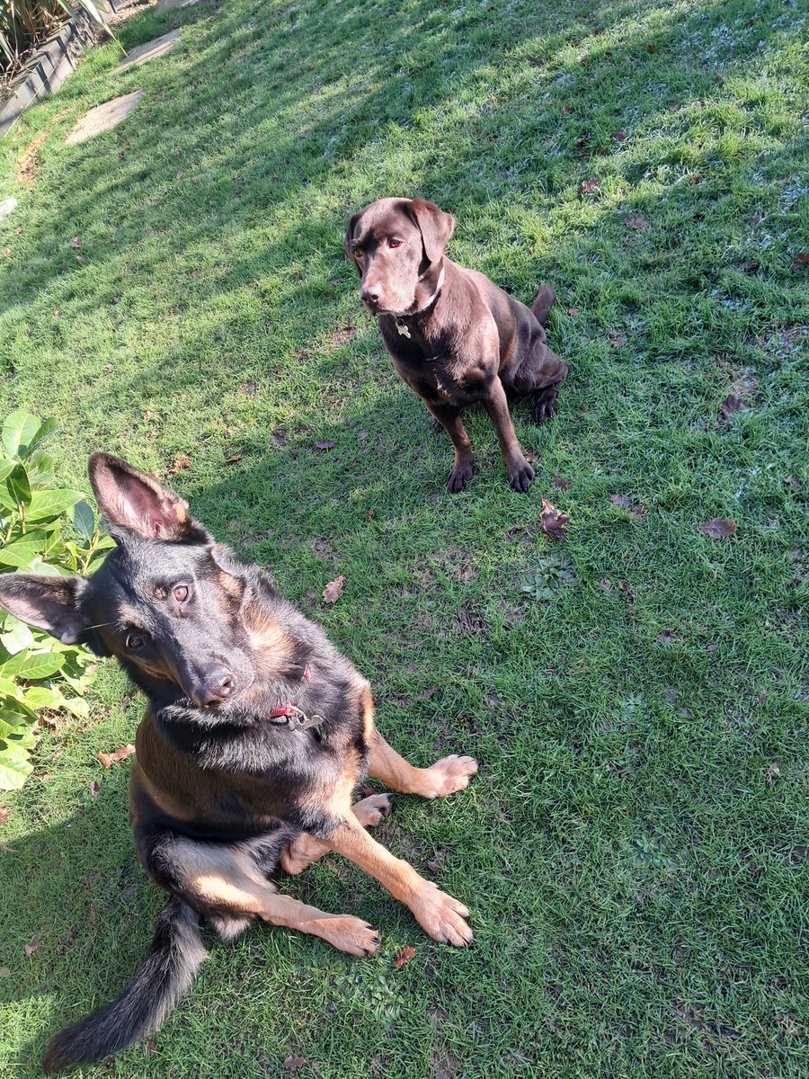 Ted_Choc_Lab's tweet image. Look out !!! 
Bears Turned up for the day