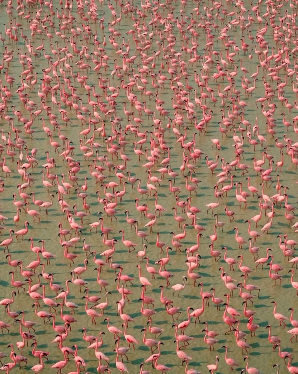 hvgoenka's tweet photo. Stunning sight of flamingos flocking at Sambhar Salt Lake, Rajasthan – a masterpiece of nature’s beauty! 🦩 https://t.co/O3iZsV03uc