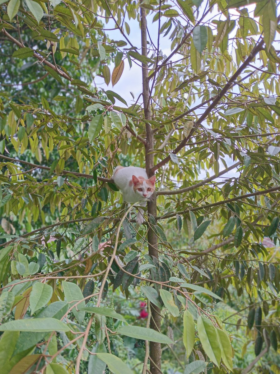 trisnamifti's tweet photo. Tandur duren awoh kucing🥲
Jenisnya durian apa kalau begini🥲 https://t.co/KPC1jFZEh3