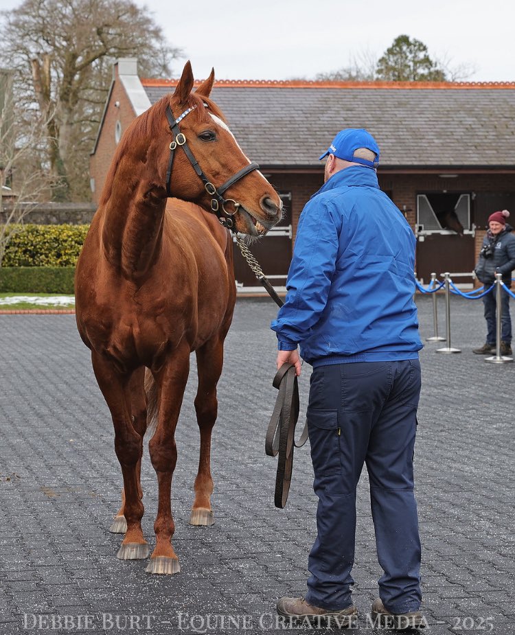 deborahburt1's tweet photo. @DarleyEurope #kildangan
🔵Night Of Thunder
🔵Earthlight
🔵Space Blues
🔵Raven’s Pass
#irishstalliontrail
📸for @InterThorough
@bosphorse https://t.co/pKOrh8dd5Z