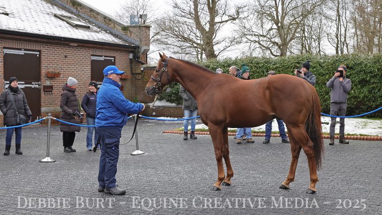 deborahburt1's tweet photo. @DarleyEurope #kildangan
🔵Night Of Thunder
🔵Earthlight
🔵Space Blues
🔵Raven’s Pass
#irishstalliontrail
📸for @InterThorough
@bosphorse https://t.co/pKOrh8dd5Z