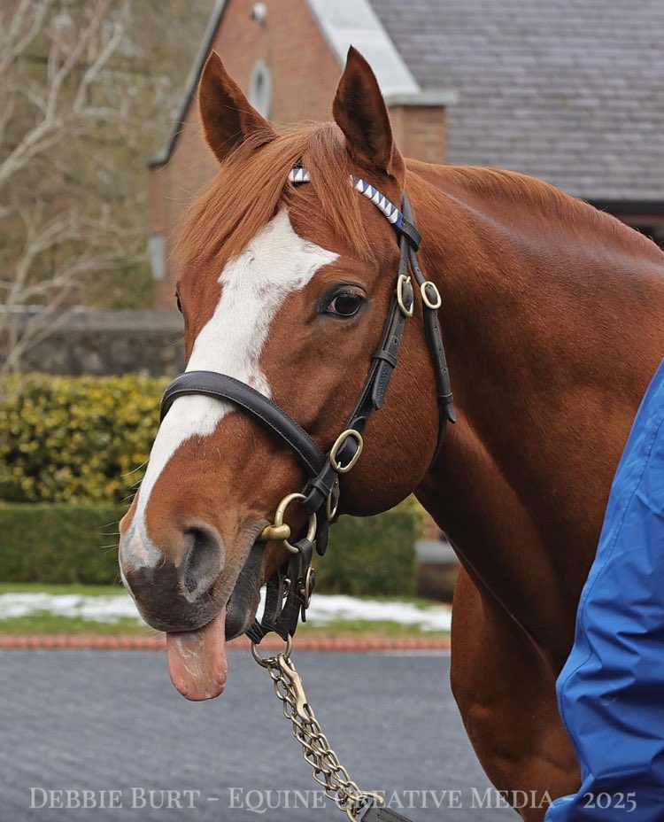 deborahburt1's tweet photo. @DarleyEurope #kildangan
🔵Night Of Thunder
🔵Earthlight
🔵Space Blues
🔵Raven’s Pass
#irishstalliontrail
📸for @InterThorough
@bosphorse https://t.co/pKOrh8dd5Z