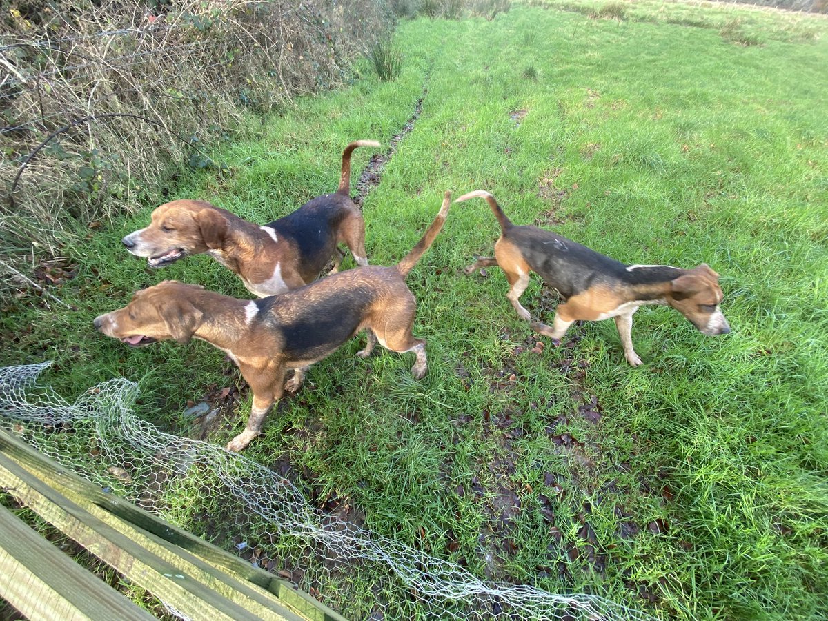 And still it goes on. Anyone out there know what the legal position is with regard to hunts just running over your land without consent. I have told them to stop and get their stupid dogs off but police are pretty useless with regard to these things. Can I get a banning order ?