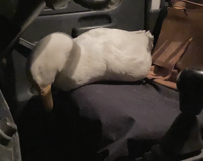 またやってる 
