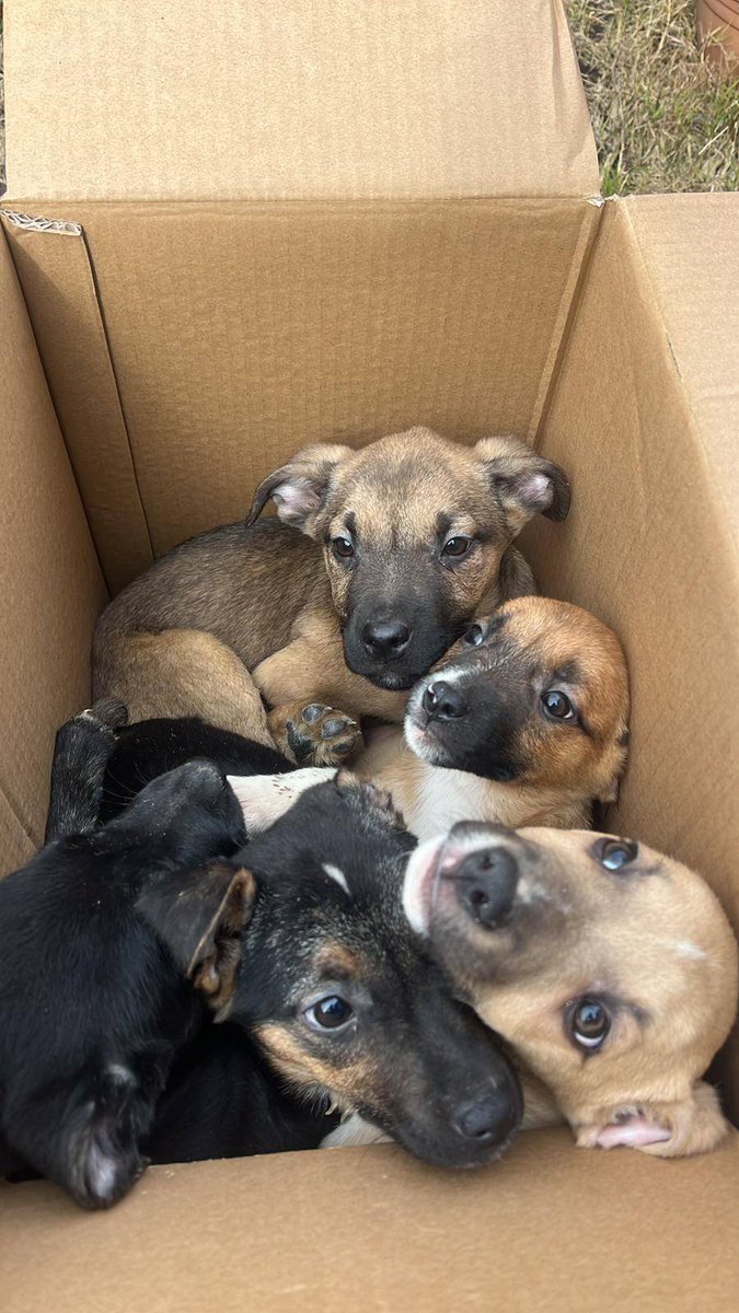 Z FB  :  Szczeniaki znalezione leżące na polu, mam je w domu w przejściowym. Doceniam udostępnianie, aby znaleźć dom. 091209182