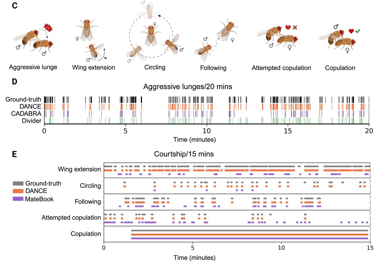 PavanAgrawalLab's tweet image. 🏆 DANCE classifiers surpass traditional tools!
 Using machine learning algorithm JAABA, we developed 6 classifiers that outperform existing rule-based methods. And the best part? The hardware is 10,000x cheaper than typical setups! #AIML #MLforGood #Innovations