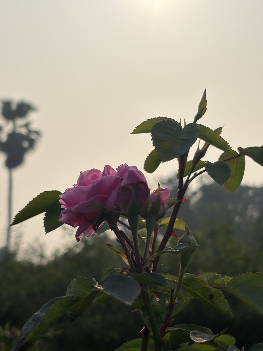 attarkannauj's tweet photo. Kanyakubj Attar Kannauj farm images of Roses. 

Explore authentic perfume comes directly from the Attar Kannauj farm and long lasting Fragrances 

Visit - https://t.co/DXZE5q7ZvW

#Kannaujattar #attarkannauj #kanyakubjattar #roseflower #kanyakubjbrand #kannaujperfume #parfumIndia https://t.co/XRDwXpxnas