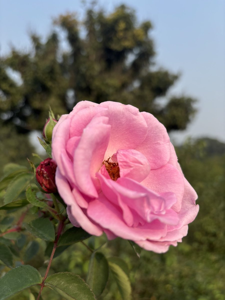 attarkannauj's tweet photo. Kanyakubj Attar Kannauj farm images of Roses. 

Explore authentic perfume comes directly from the Attar Kannauj farm and long lasting Fragrances 

Visit - https://t.co/DXZE5q7ZvW

#Kannaujattar #attarkannauj #kanyakubjattar #roseflower #kanyakubjbrand #kannaujperfume #parfumIndia https://t.co/XRDwXpxnas