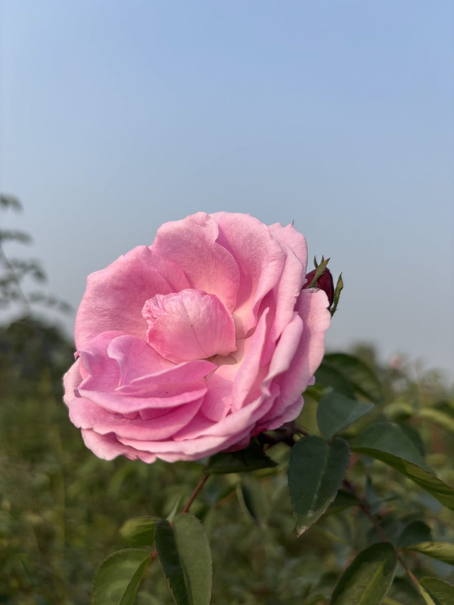 attarkannauj's tweet photo. Kanyakubj Attar Kannauj farm images of Roses. 

Explore authentic perfume comes directly from the Attar Kannauj farm and long lasting Fragrances 

Visit - https://t.co/DXZE5q7ZvW

#Kannaujattar #attarkannauj #kanyakubjattar #roseflower #kanyakubjbrand #kannaujperfume #parfumIndia https://t.co/XRDwXpxnas