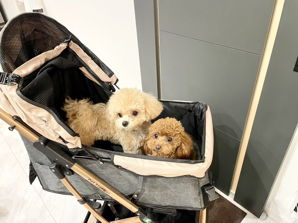 Late_Moca_O's tweet photo. ペットカートに
ちょこんと🐶 https://t.co/mqGg8LIzMR
