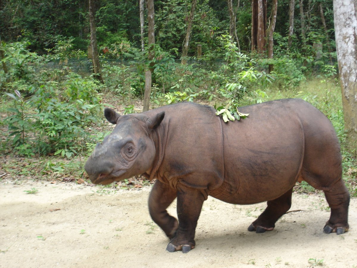 🦏 El rinoceronte de Sumatra es el más pequeño y peludo de su especie. 🌿 Solo quedan menos de 80 en el mundo. 

¿Qué podemos hacer para protegerlos? 🇮🇩