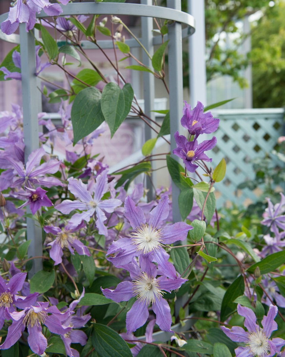 🌿Wist je dat? Vaste planten worden na verloop van tijd mooier en groter. Een tuininvestering die loont! im.nu/EM52mg #PerennialWisdom #TuinTips #Clematis #Perennials #PerennialPower