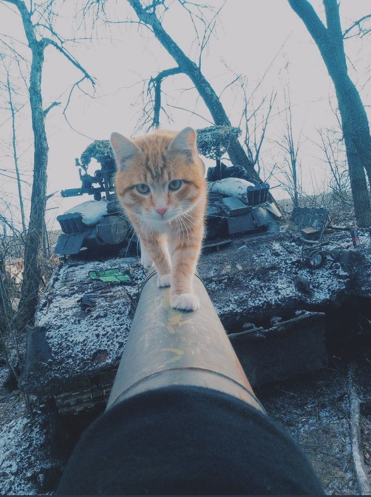 Warchillect (@warchillect) on Twitter photo 