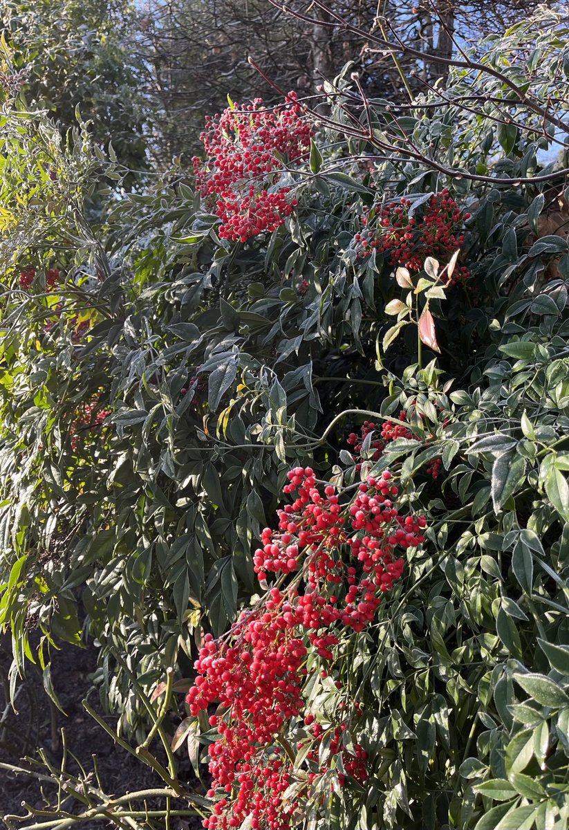 These frost-laden mornings create beauty with crisp, sunny nature all around us #nature #winter #wildlife