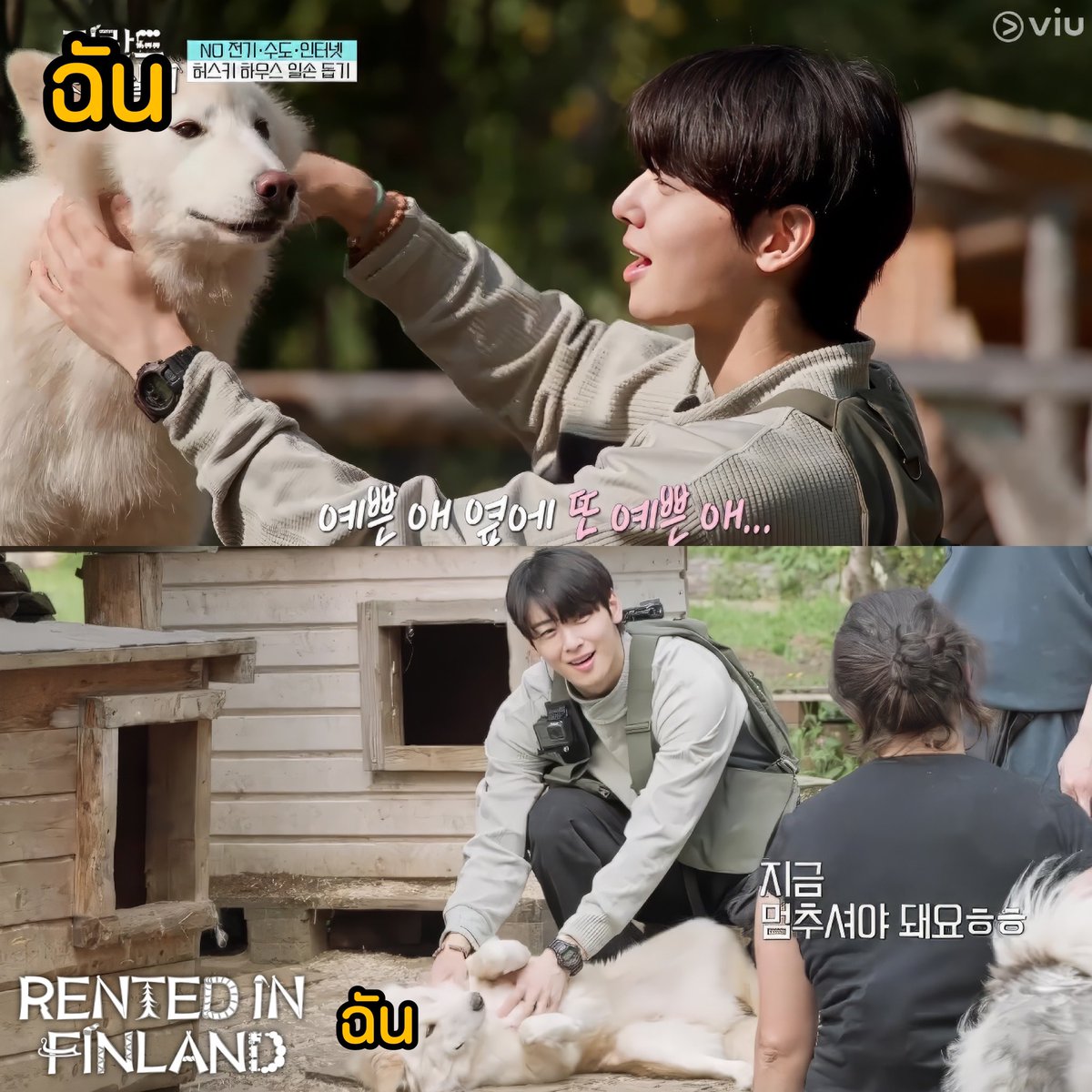 Viu Thailand tweet media