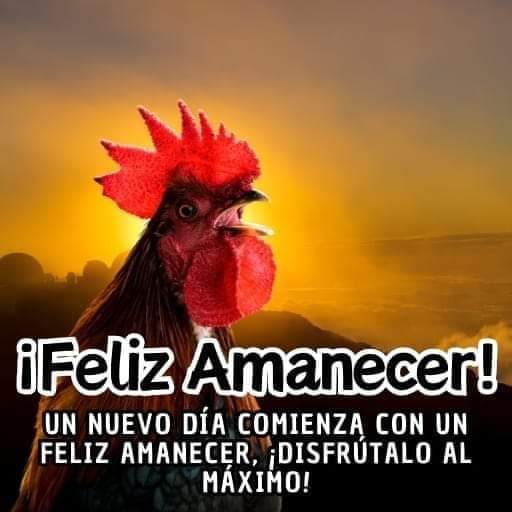 Buenos días camaradas Dios nos Bendiga y nos Cuide a todos nosotros y Bendiga Grandemente a nuestra Amada Patria Venezuela! Hoy me levanté tarde pero aquí vamos con mi gallo pinto!!