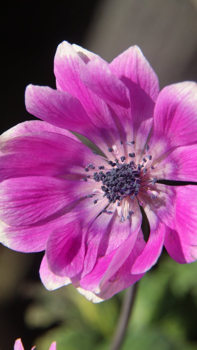 Anemone 🤗

#Photography #Flowers #Anemone