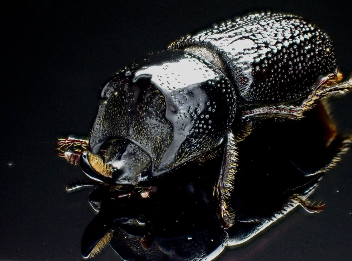 DamasterCarabus's tweet photo. イッカククワガタ
Sinodendron cylindricum

🇷🇺 Russia

何度見てもクワガタに見えない… https://t.co/K1kcgr97CT
