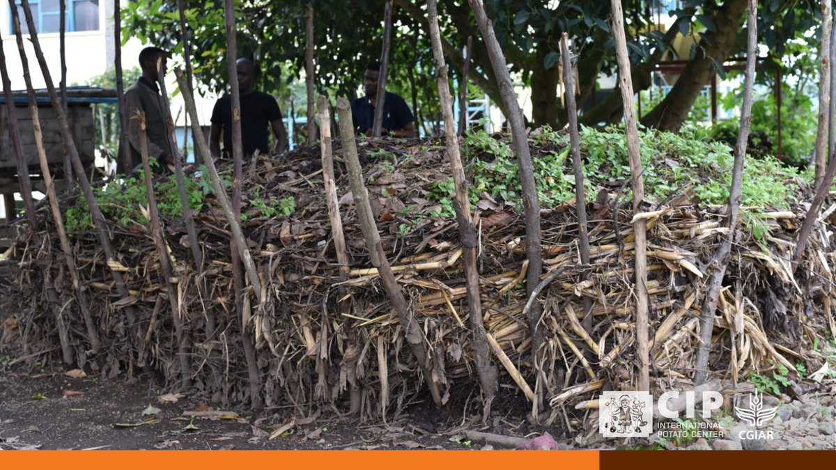 Regenerative agriculture 🌱 not only restores soil but also fights #climatechange.

By trapping carbon, conserving water, and reducing emissions, this approach ensures #foodsecurity while protecting the environment. 

👉🏽 bit.ly/RegenerativeAg…

🔸 <a href="/CGIAR/">CGIAR</a>
🔸 <a href="/Uni_Rwanda/">University of Rwanda</a>
🔸