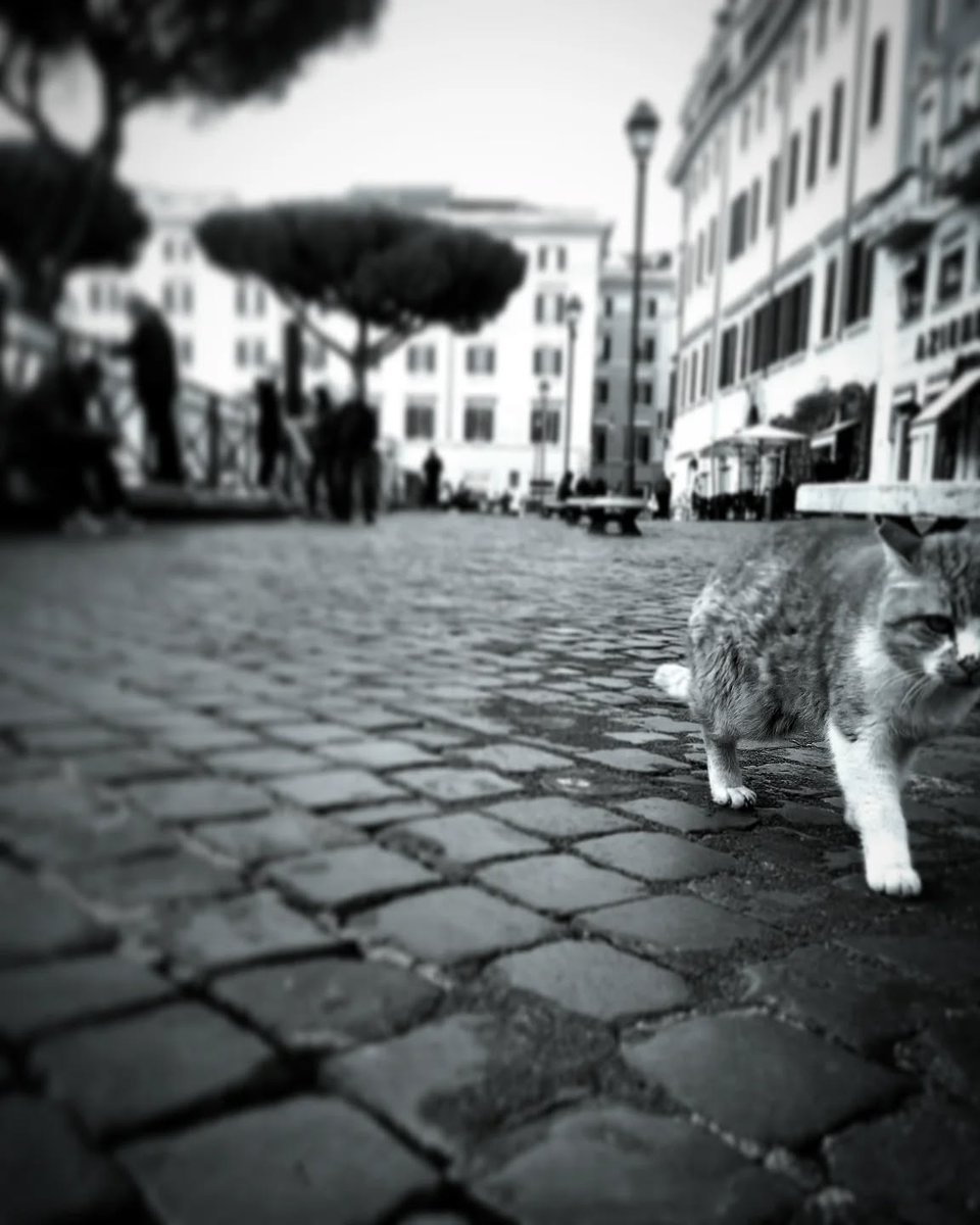 sampietrino's tweet photo. It's #Caturday!
ph @jedi.primo

#gattidiroma #catsofrome #gatti #cats #romancats #catofrome #catsofitaly #ermejodercolosseo #catlife #catslover #sampietrini #sanpietrini #roma #rome #romerightmeow https://t.co/cIvoFZf7Lt
