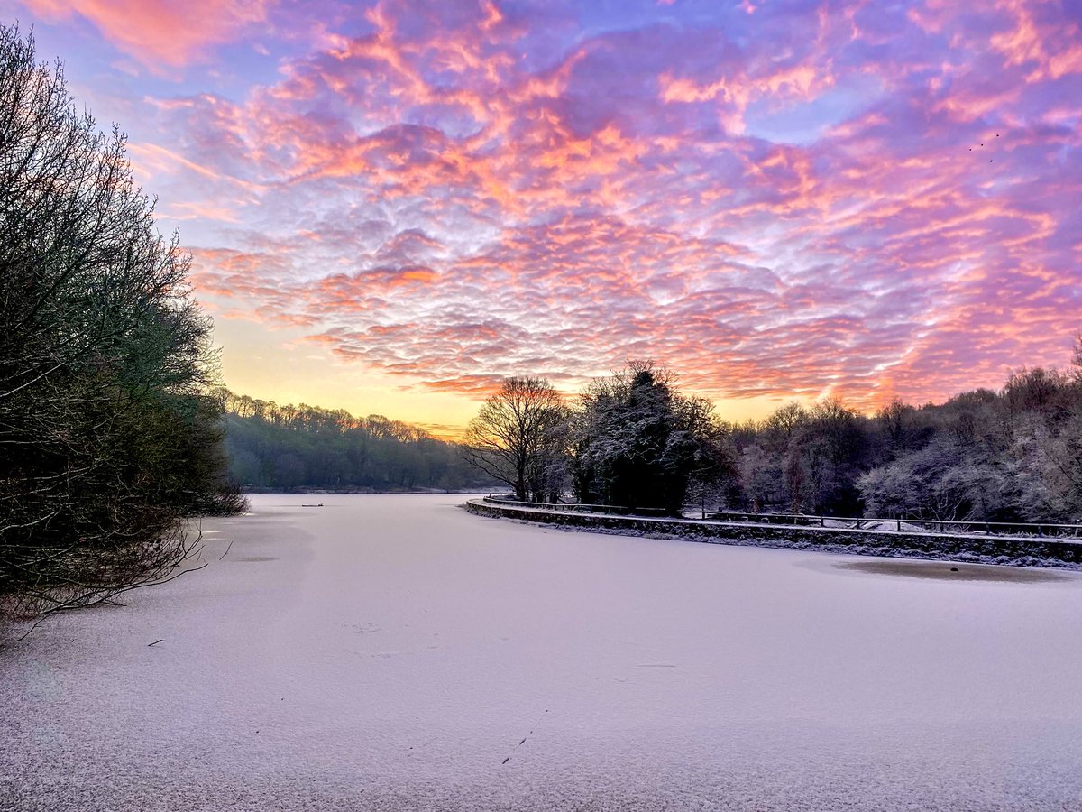 Crisp morning walk #Lancashire #winter #StormHour #ThePhotoHour #dog #sprocker #spaniel