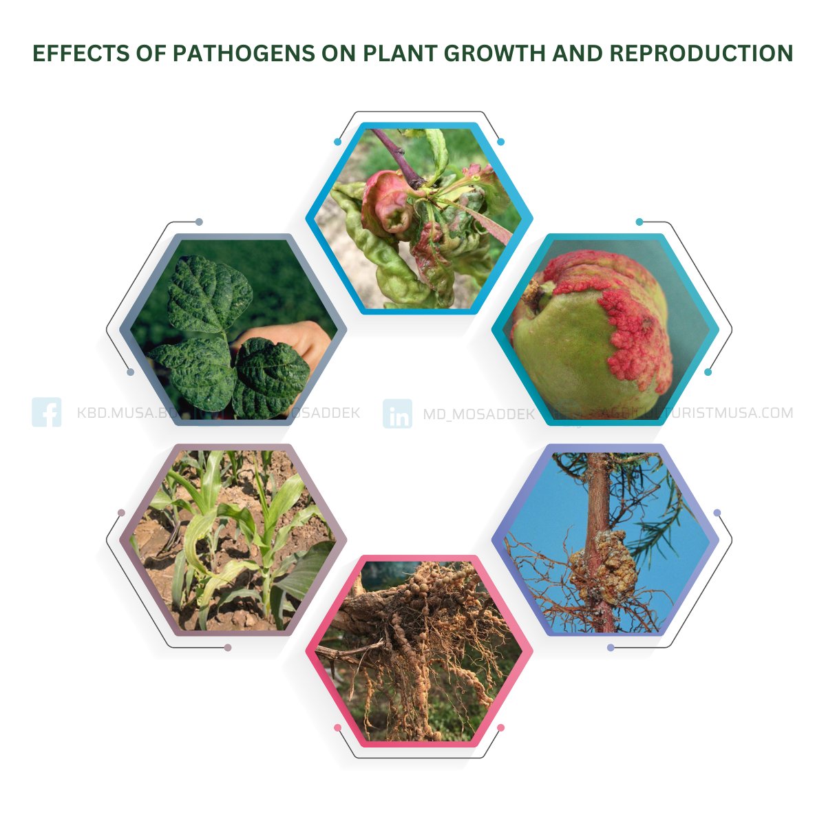 Plant pathogens can cause abnormal changes in plant tissues and organs by hijacking hormonal regulation, suppressing defense mechanisms, and altering growth patterns. 

#plantscience #plantpathology #phytopathology #higherstudy #agriculture