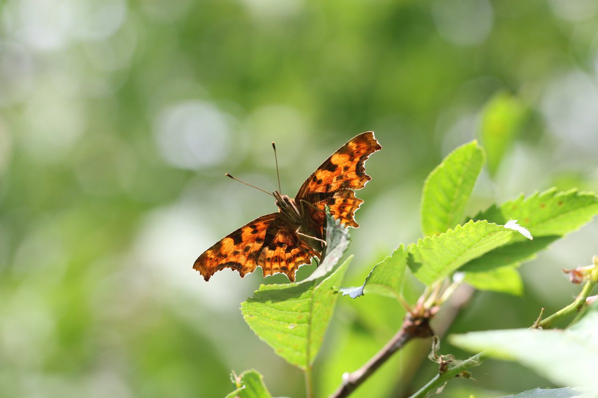 🦋 #Vlindermaand dag 11

#GehakkeldeAurelia 
Initiatief van <a href="/ErikDePay/">Erik 🦋</a>