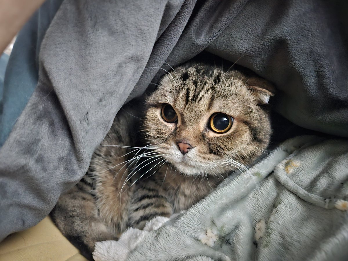 이 고양이는 누나가 반차를 쓰고 집에 오면 함께 붙어 자야 하는 루틴이 있읍니다