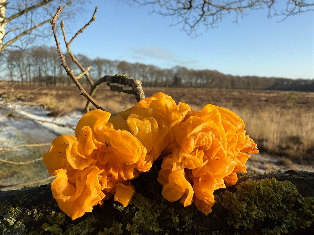 Frank Jongejan 🗽 (@frankjongejan) on Twitter photo 