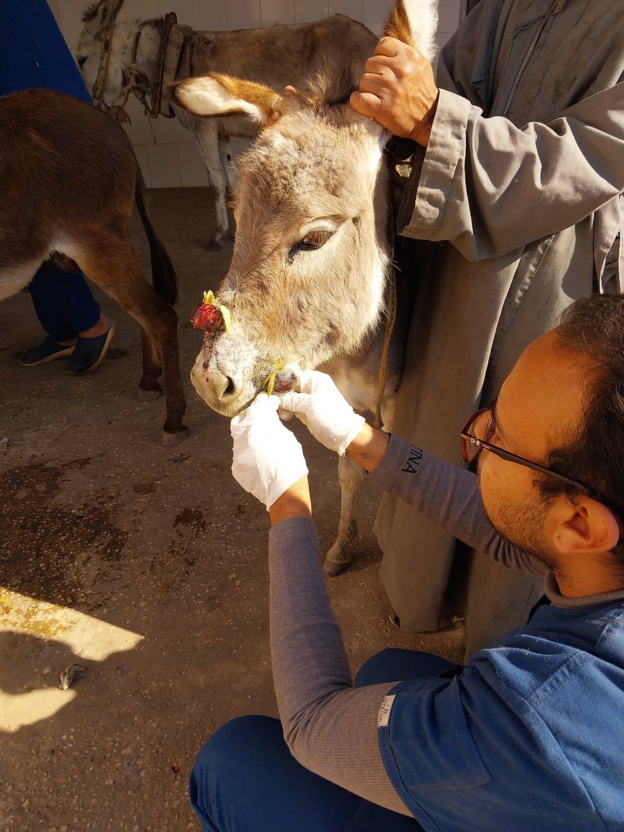 Animal Care in Egypt tweet media