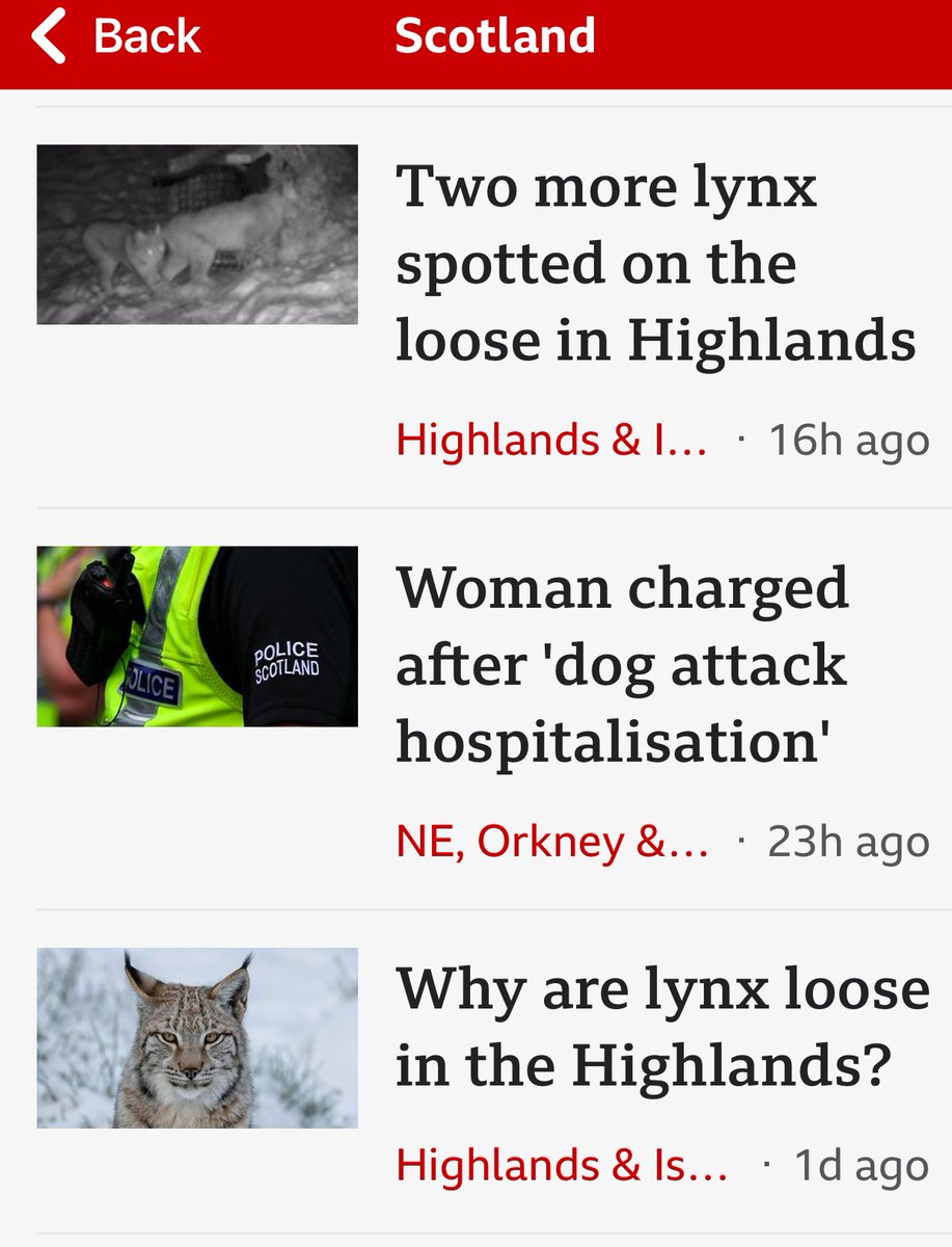 RewildScotland's tweet photo. In Europe lynx are not dangerous at all to humans. For perspective we did however have over 30,000 dog attacks in UK 2024. It is time for a legal,  community and science led reintroduction of lynx. https://t.co/tRkwFg8Sdu