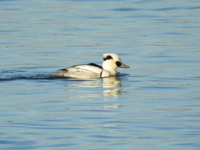 RichardThomlin2's tweet photo. @tophilllow yesterday on D res, superb views.
Plus anoth male and female also seen on O res before flying over us towards the River Hull.
@YCNature @HVWG1 @RareBirdAlertUK @Matthew72971990 https://t.co/lTjOVNXVrC
