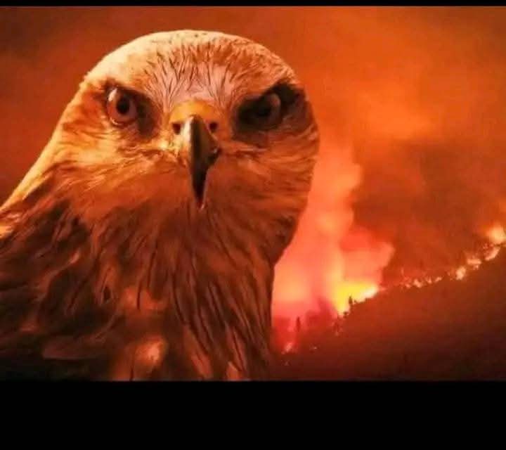 امريكا عجزت عن إطفاء💥 الحرائق وتحتاج لدعواتكم 🤲 اللهم امطر عليهم بنزين95 و96 و97 وغاز طبيعى 💥⛽🛢️يارب العالمين