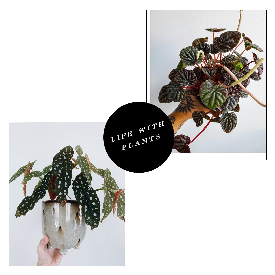 usa7373's tweet photo. 植物が好きな大人の男性のLIFE STYLEをイメージ。

【こだわったところ】

・余白で大人男性の余裕を表現しています。

・スタイリッシュさを出すため、線やフォントは細めにしています。

・斜めの構図なのでフォントも傾け、視線誘導しています。

【使用ソフト】

・Photshop
#Bunner https://t.co/6fbs0gbS2h