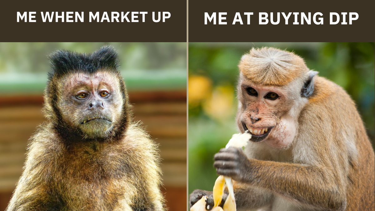 samdefi12's tweet photo. Just bought the dip so hard, my wallet's now doing yoga to recover. 🧘‍♂️📉😂 #DipLife

Hope you guys bought the dip $ZENT &amp; $RON 🙏🚀🔥 #ZENTRY #RONIN https://t.co/ZCNcV3tqbJ