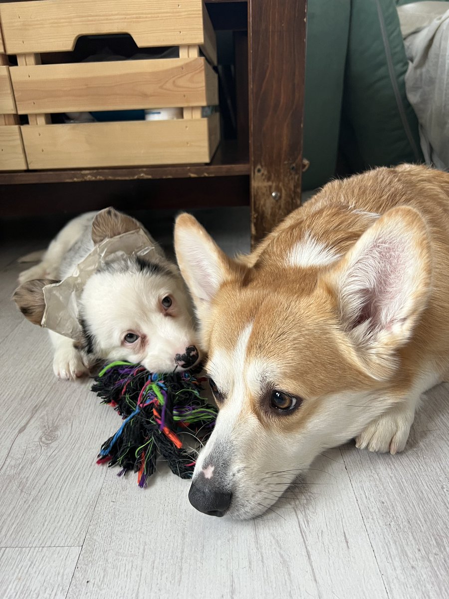 hapalun13's tweet photo. @dogsunderhood Мы своей кардиганше тоже клеили! Была проблема: старшая собака очень любила разлизывать и стаскивать эту «корону»😀 Одним утром встали - скотча снова нет, а уши стоят. Правда у нас тоже они немного опускаются, если устала/расстроилась https://t.co/BPihEmP116