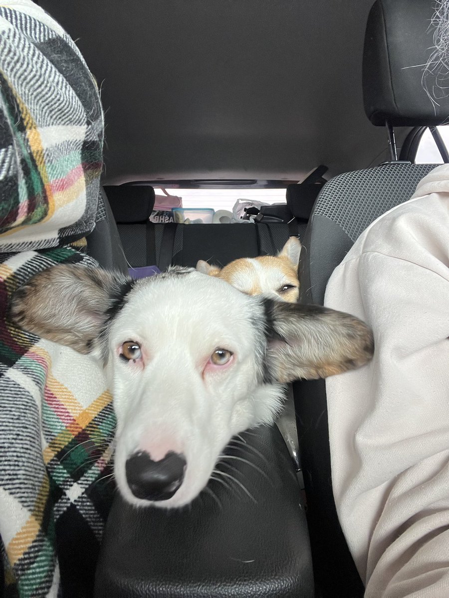 hapalun13's tweet photo. @dogsunderhood Мы своей кардиганше тоже клеили! Была проблема: старшая собака очень любила разлизывать и стаскивать эту «корону»😀 Одним утром встали - скотча снова нет, а уши стоят. Правда у нас тоже они немного опускаются, если устала/расстроилась https://t.co/BPihEmP116