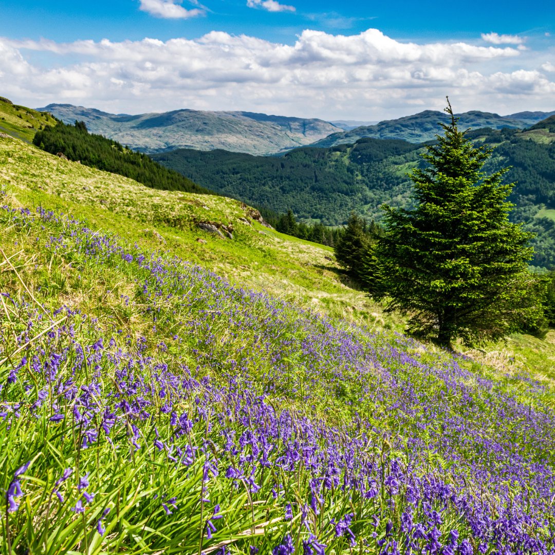 GoExploreScot's tweet image. Spring into adventure! 🌸 The days are getting longer, and Scotland's landscapes will soon be bursting with colour. Book your motorhome holiday now for an unforgettable spring getaway 🚐💨 goexplorescotland.com